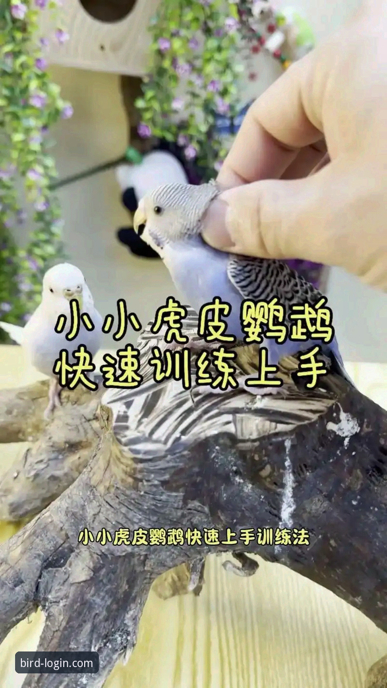 小鸟账号登录 5个关键步骤搞定小鸟账号登录,新手也能快速上手